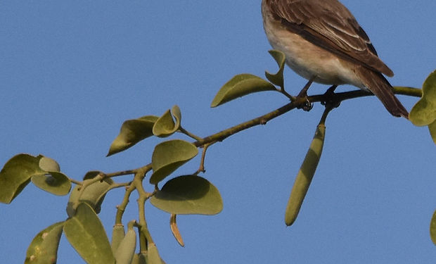 Spotted Flycatcher