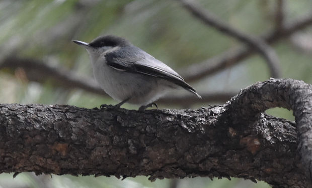 Pygmy Nuthatch