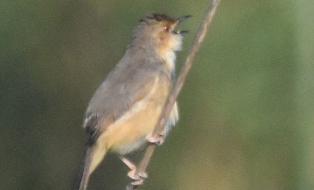 Red-faced Cisticola