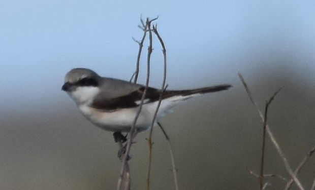 Lesser Gray Shrike