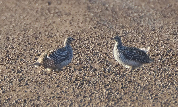 Sharp-tailed Grouse