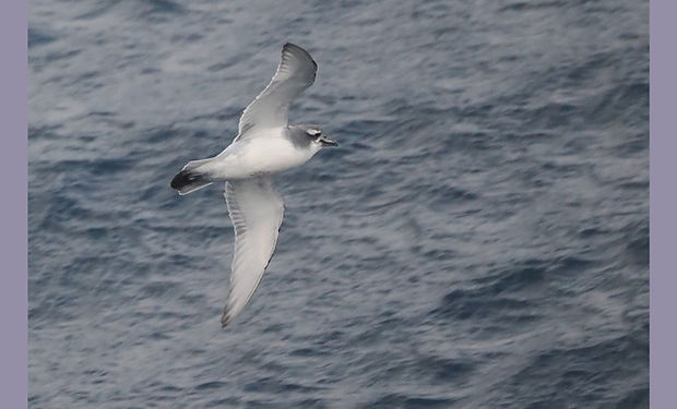 Antarctic Prion