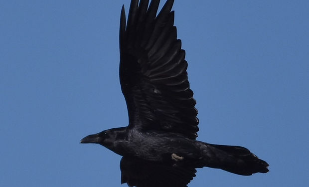 Chihuahuan Raven