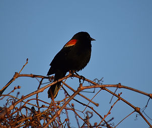 Red-Winged Blackbird