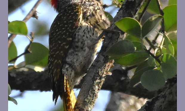 Golden-tailed Woodpecker