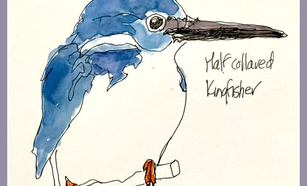 Half-collared Kingfisher