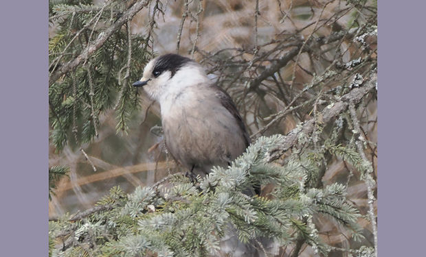 Canada Jay