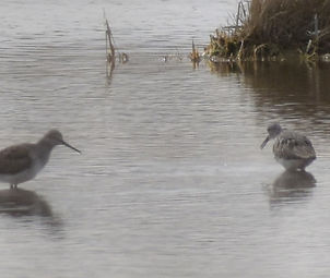 Lesser Yellowlegs