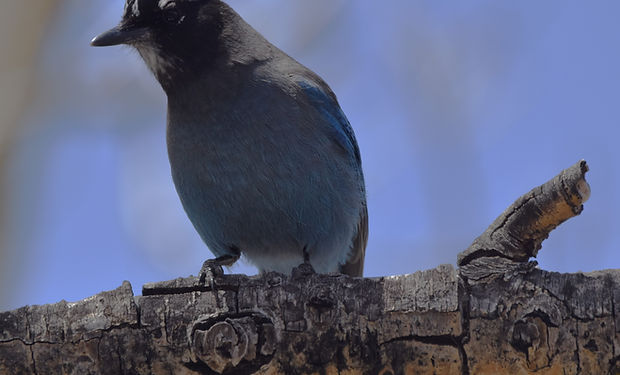 Steller's Jay