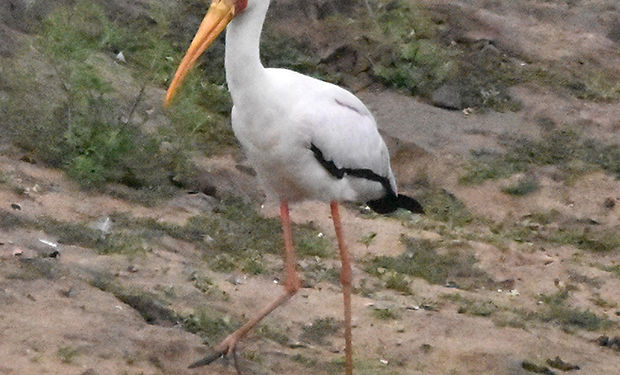 Yellow-billed Stork
