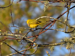 Yellow Warbler