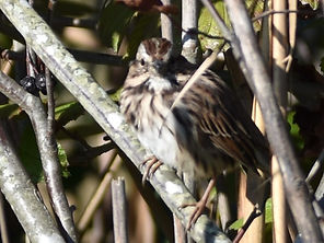 Lincoln Sparrow
