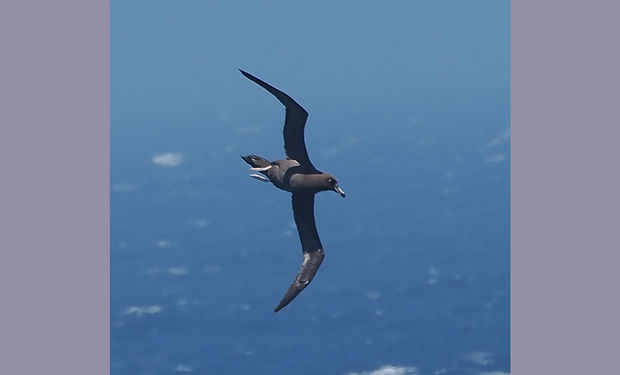 Sooty Albatross
