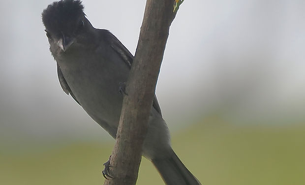 Rose-throated Becard