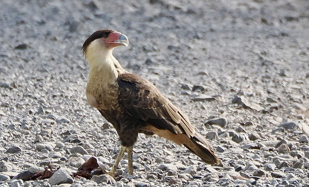 Yellow-headed Caracara