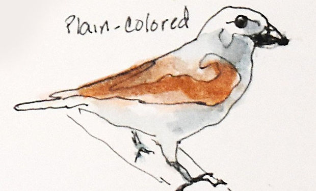 Plain-colored Tanager