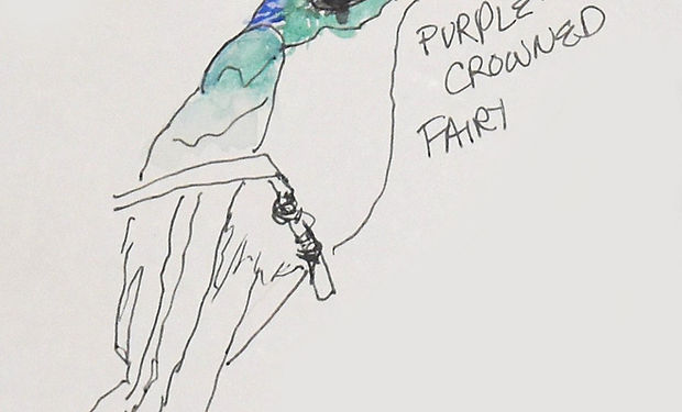 Purple-crowned Fairy