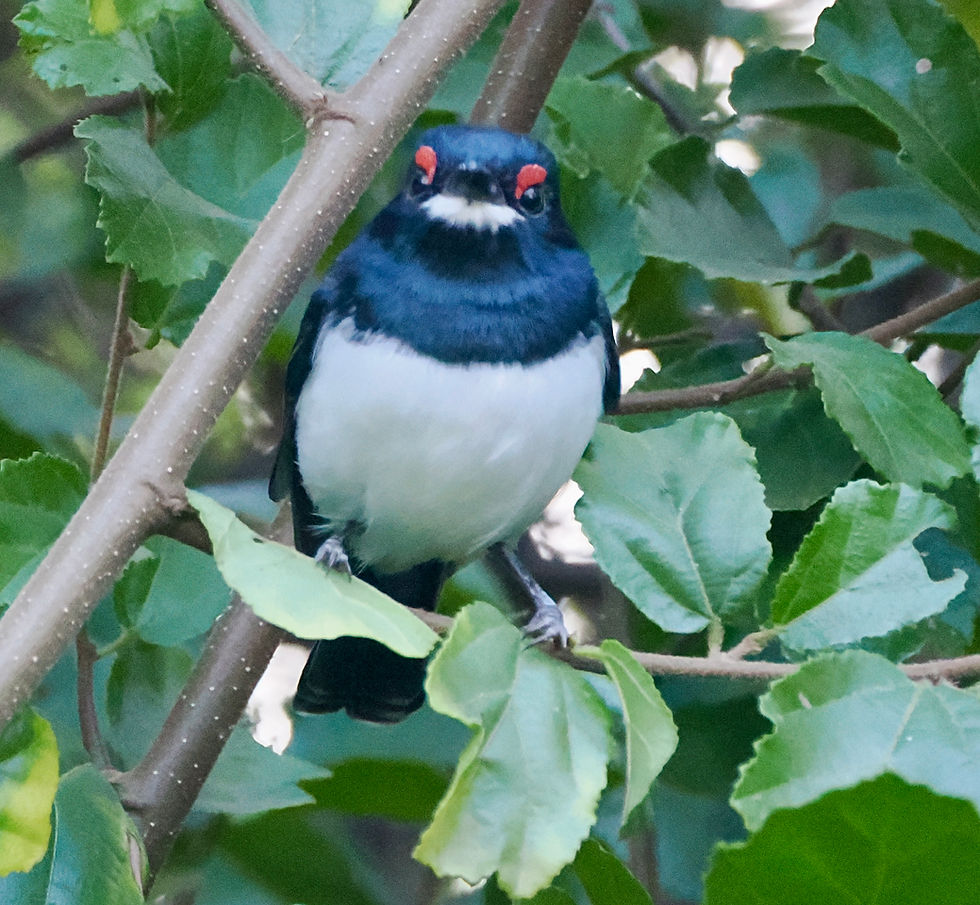 ree