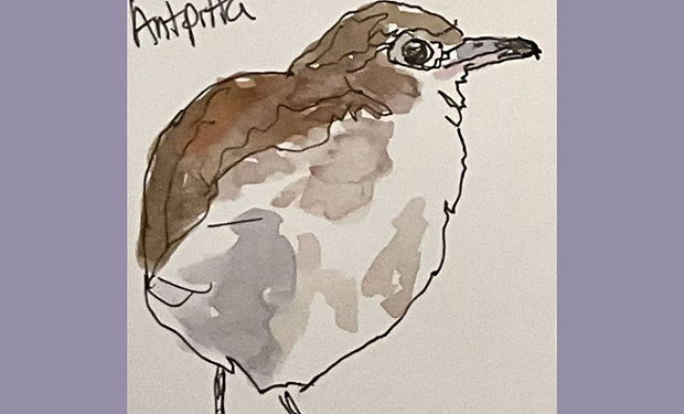 Thrush-like Antpitta