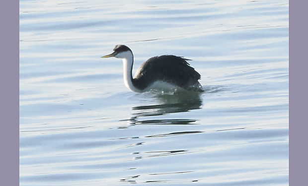 Western Grebe