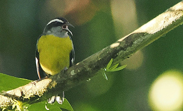 Bananaquit