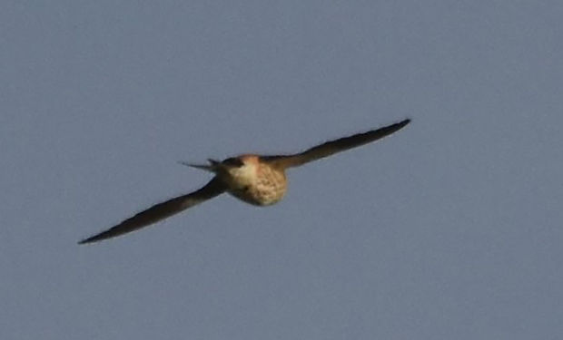 African Palm Swift