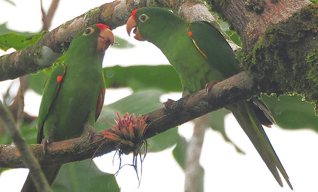 Crimson-fronted Parakeet