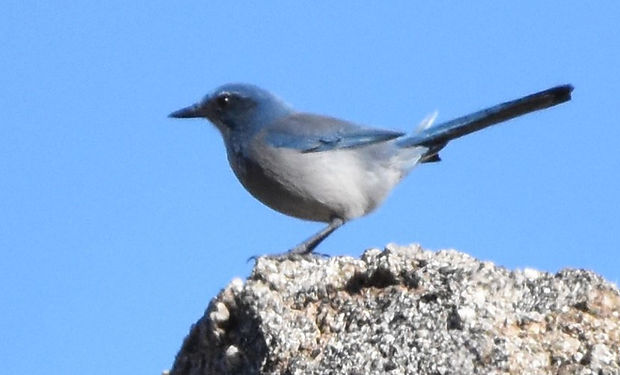 Woodhouse's Scrub-Jay