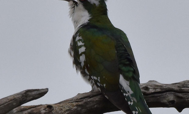 Dideric Cuckoo