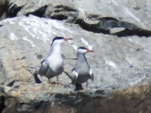 Common Tern