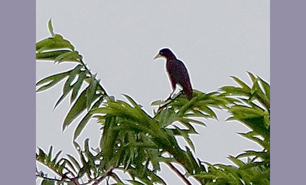 Crested Oropendola