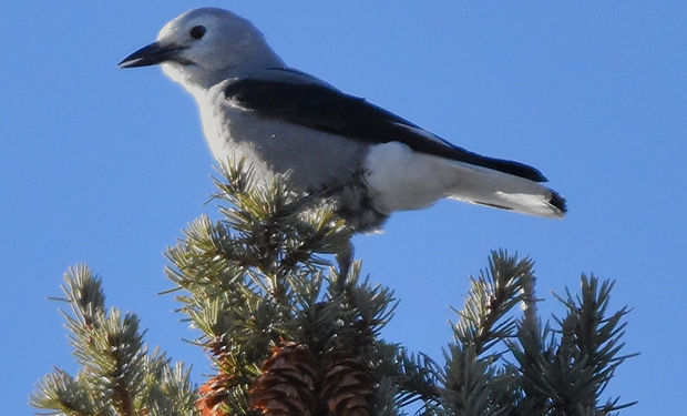 Clark's Nutcracker