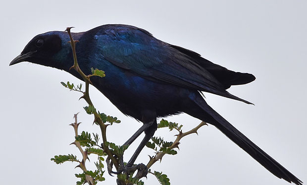Burchell's Starling