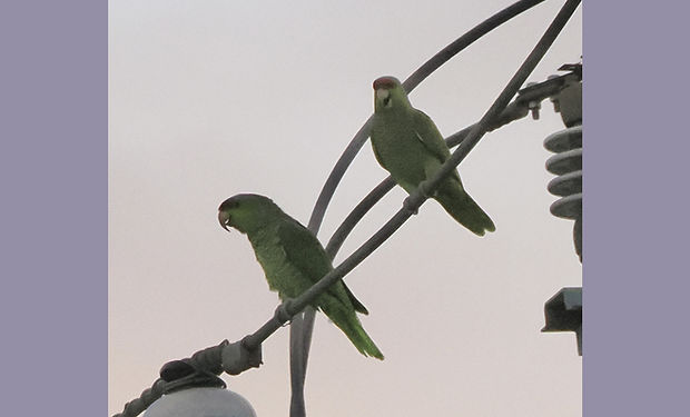 Lilac-crowned Amazon