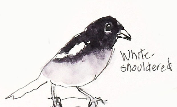 White-shouldered Tanager