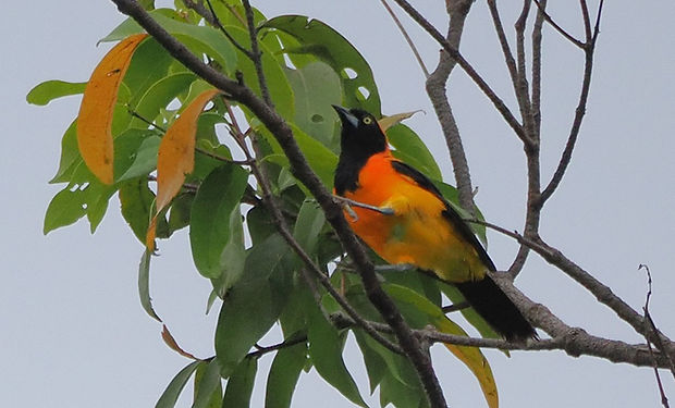 Orange-backed Troupial