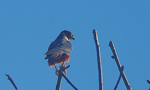 Bat Falcon