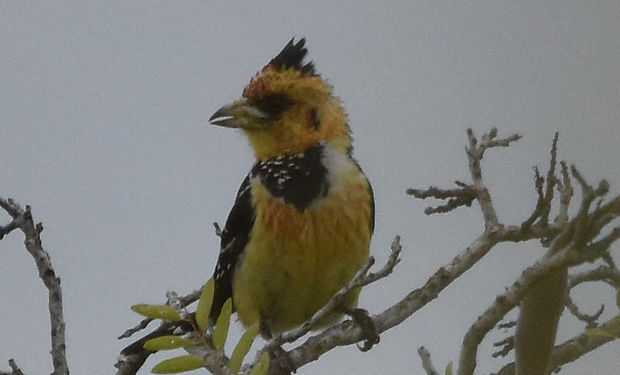 Crested Barbet
