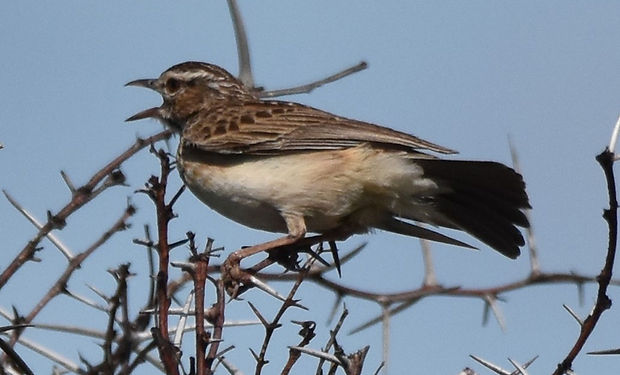 Sabota Lark