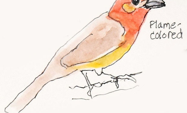 Flame-colored Tanager