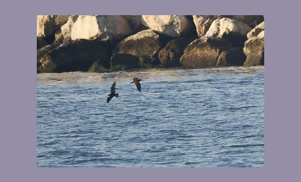 Black Oystercatcher