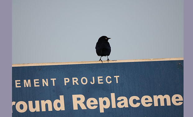 Brewer's Blackbird