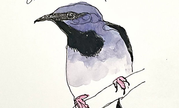 Short-billed Honeycreeper