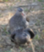 ree
