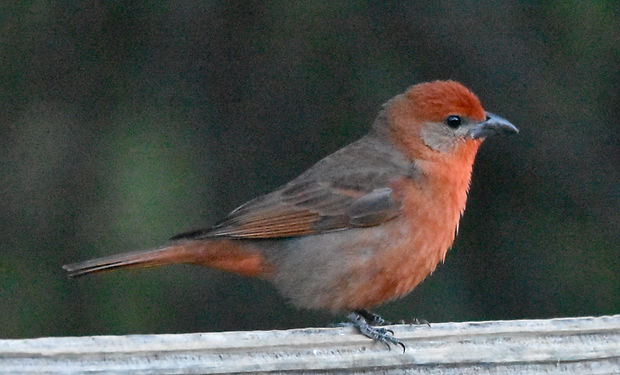 Hepatic Tanager