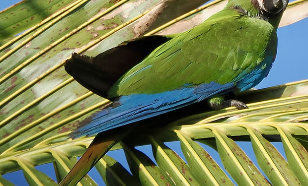 Chestnut-fronted Macaw