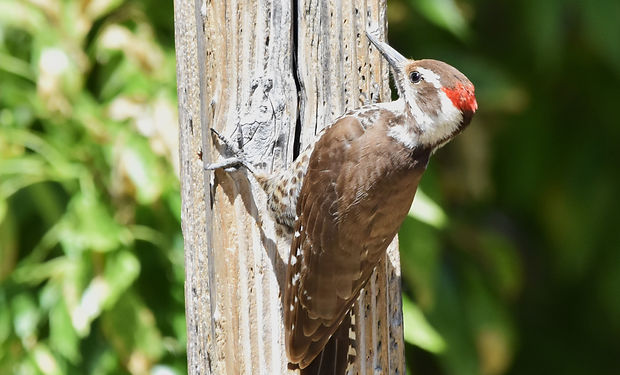 Arizona Woodpecker