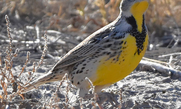 Western Meadowlark