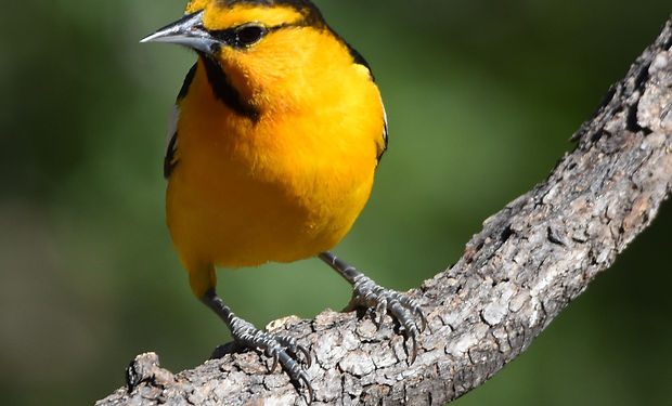 Bullock's Oriole