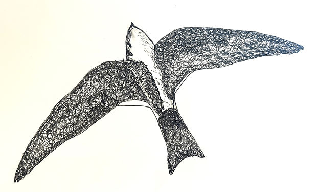 White-throated Swift